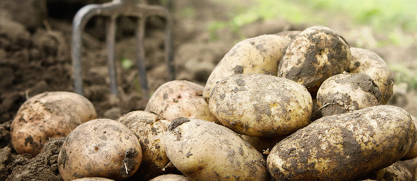 Aardappels direct van het land